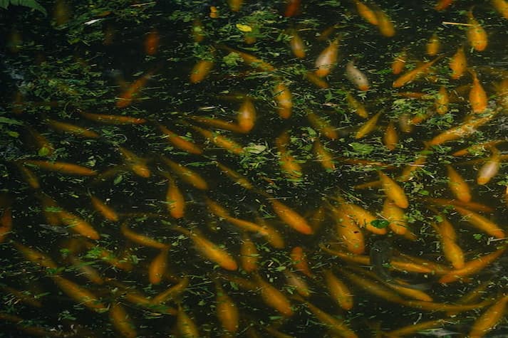 Penyebab Kualitas Air Kolam Ikan Menurun